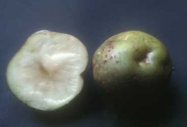 写真：表皮部分が緑色に変化したジャガイモ