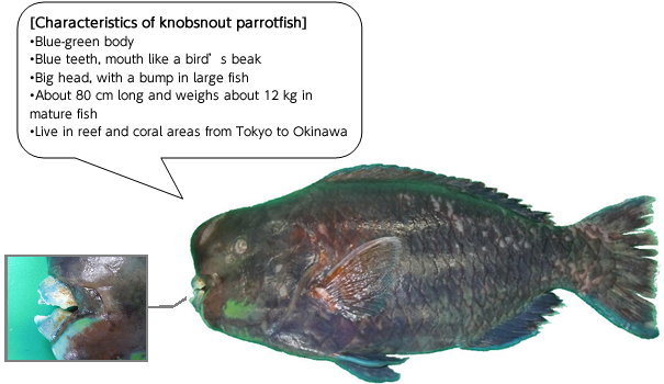 [Characteristics of knobsnout parrotfish]
•Blue-green body
•Blue teeth, mouth like a bird’s beak
•Big head, with a bump in large fish
•About 80 cm long and weighs about 12 kg in mature fish
•Live in reef and coral areas from Tokyo to Okinawa
